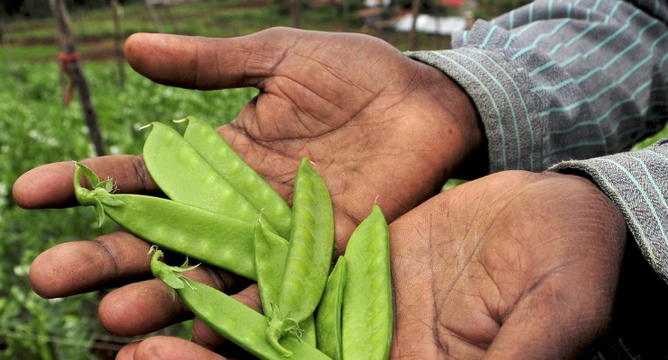 Agriculture and Food Security Program